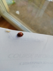 Harmonia axyridis