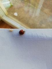 Harmonia axyridis