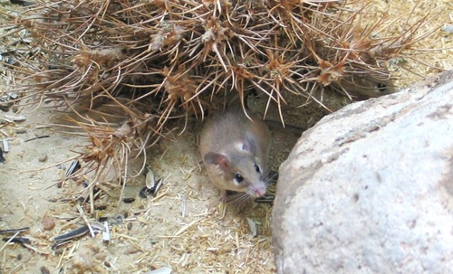 Arabian Spiny Mouse