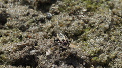 Eudiagogus rosenschoeldi