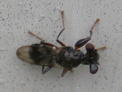 Sphyracephala