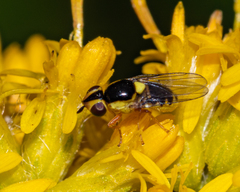 Thaumatomyia grata