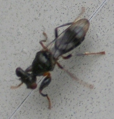 Sphyracephala