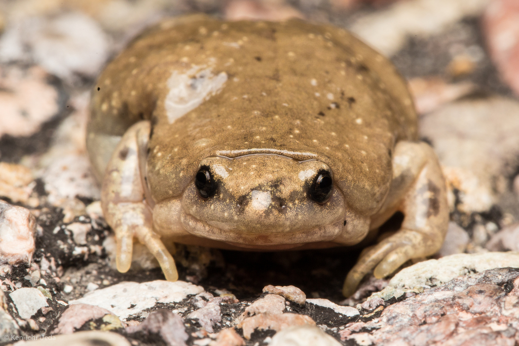 North American Narrow-mouthed Toads