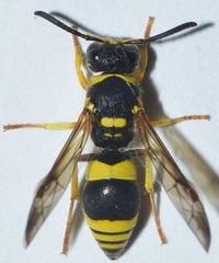Ancistrocerus kitcheneri