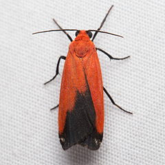 Ptychoglene coccinea