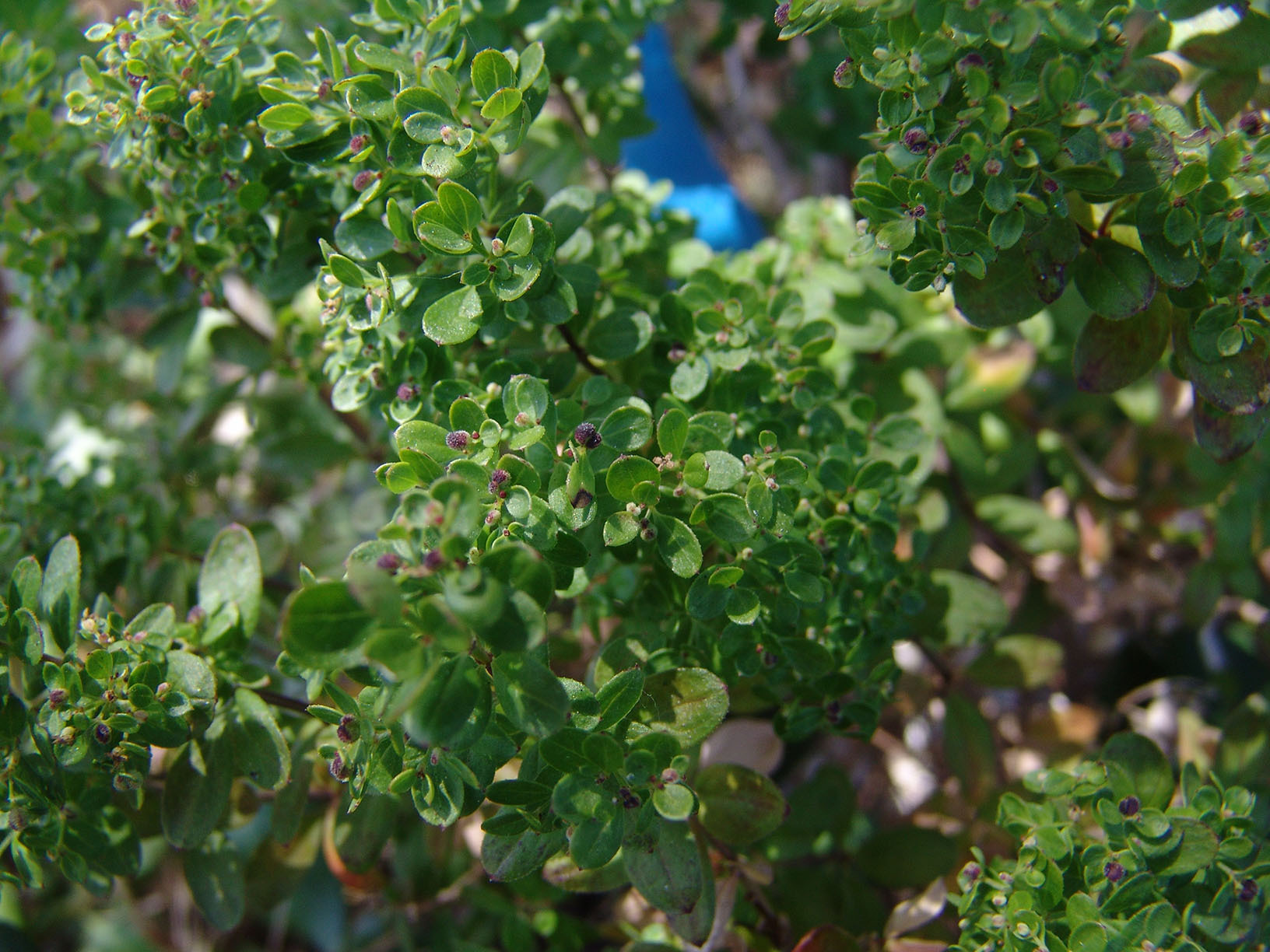Galium buxifolium