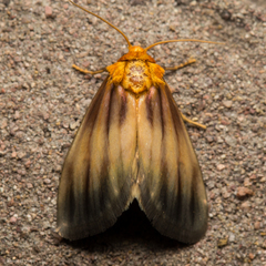 Eulithosia plesioglauca