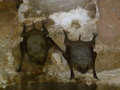 Taphozous nudiventris