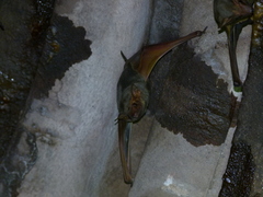 Taphozous nudiventris