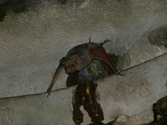 Taphozous nudiventris