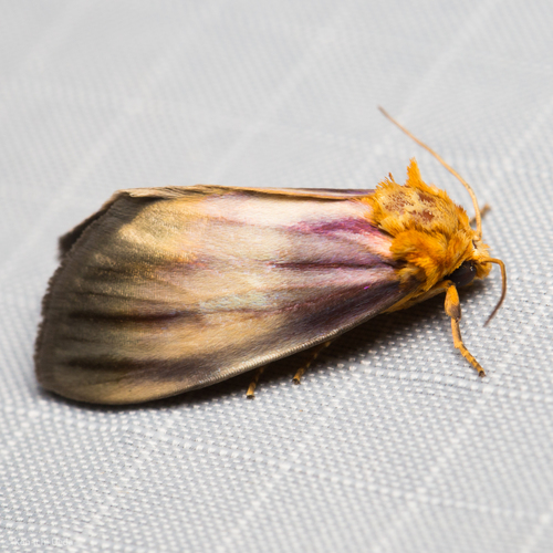 Antaplaga plesioglauca Dyar, 1912