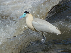 Pilherodius pileatus