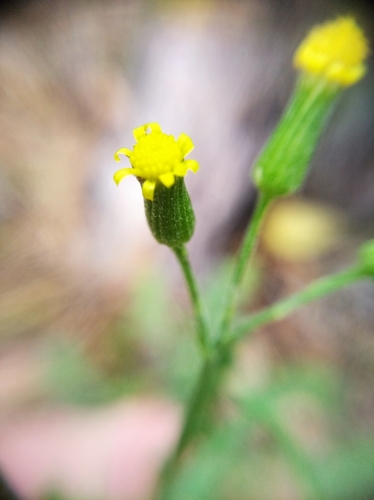 Senecio sylvaticus iNat (1)