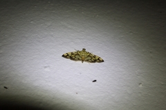 Pardomima callixantha