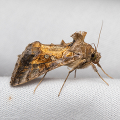 Lagarta-falsa-medideira. (Chrysodeixis includens)