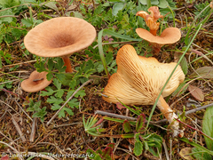 Infundibulicybe glareosa