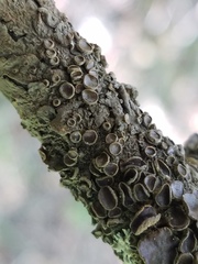 Melanohalea septentrionalis