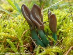 Microglossum truncatum