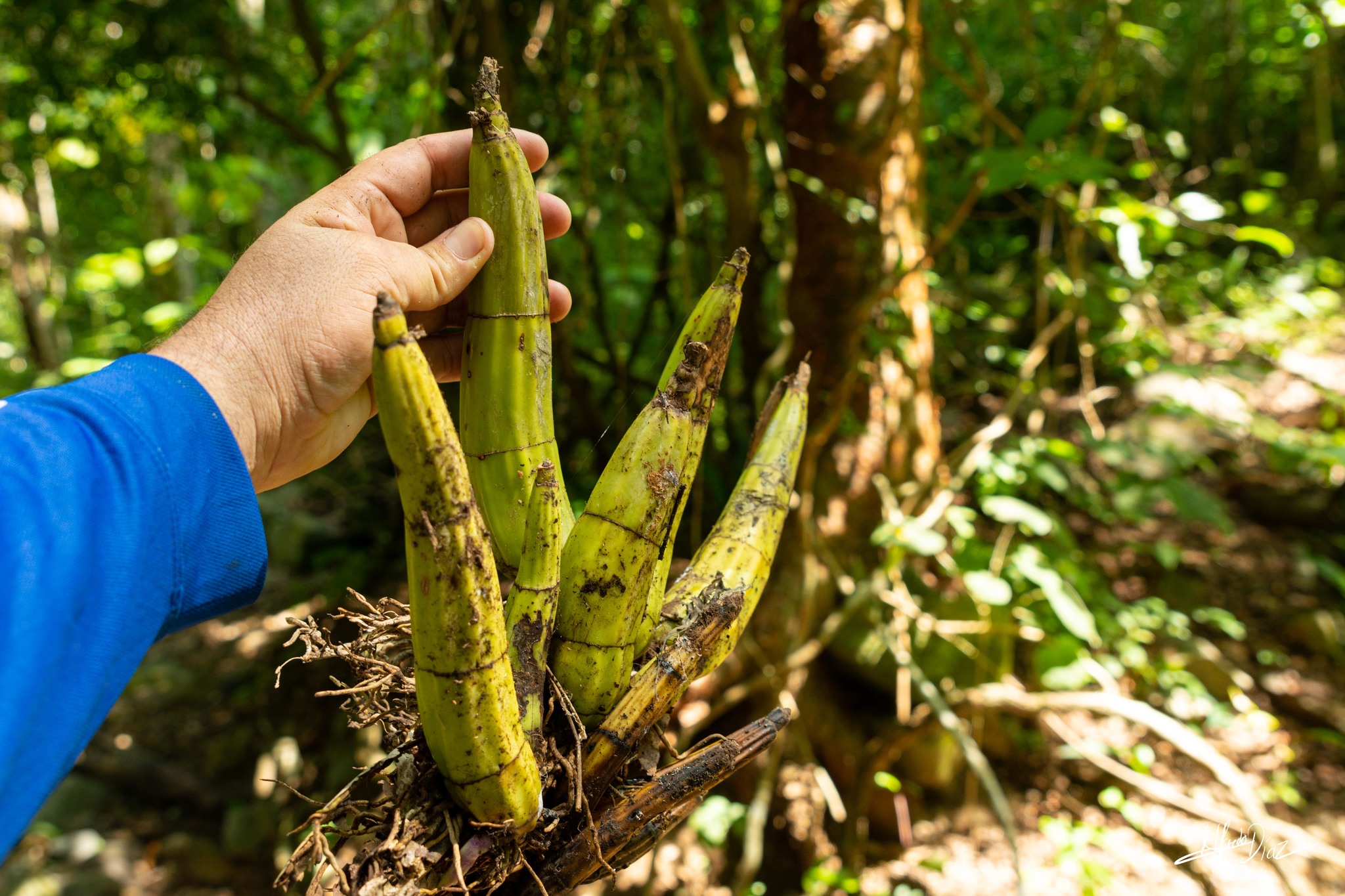 Myrmecophila galeottiana (A.Rich.) Rolfe