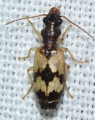 Trichis maculata
