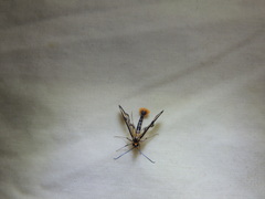 Synanthedon acerni