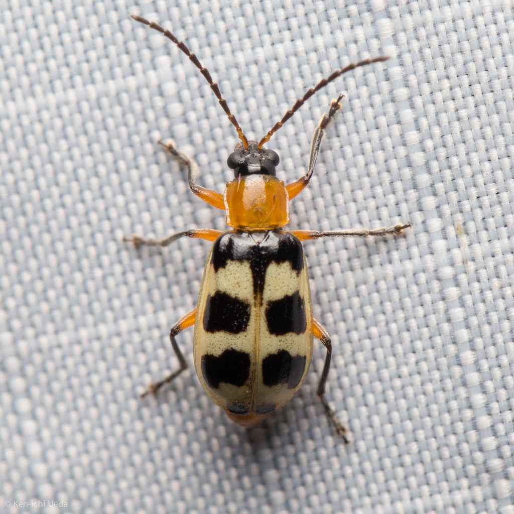 Checkered Melon Beetle