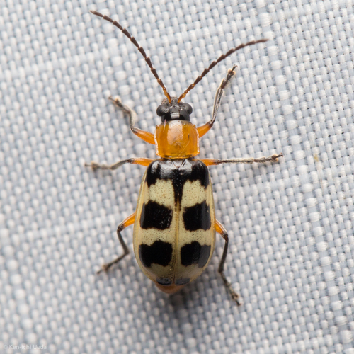 Checkered Melon Beetle