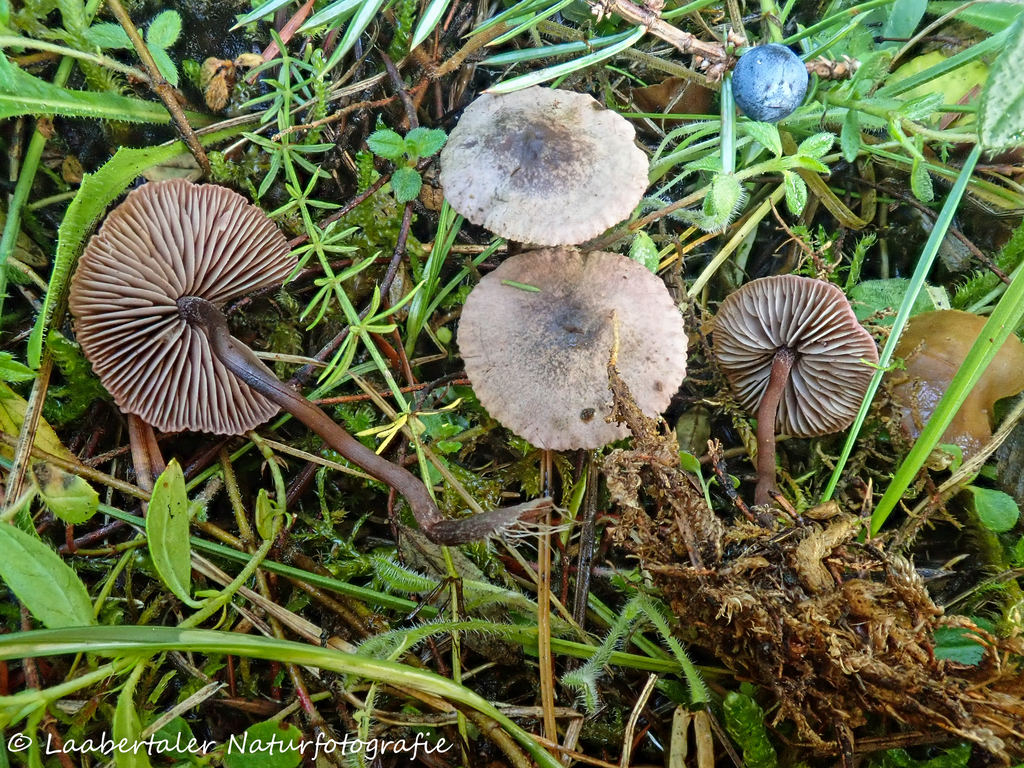 Pseudobaeospora pyrifera