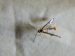 Synanthedon acerni