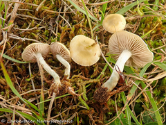 Stropharia pseudocyanea