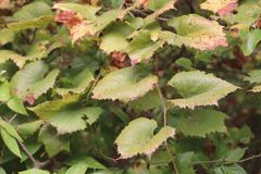 Vitis berlandieri