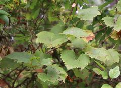 Vitis berlandieri