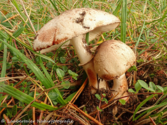Leucoagaricus badhamii