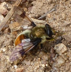 Sericomyia flagrans