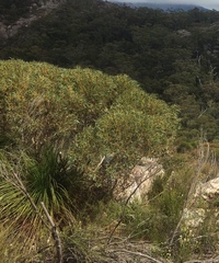 Acacia saxicola