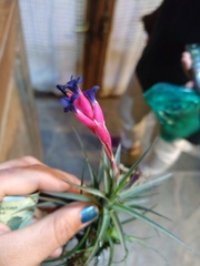 Tillandsia aeranthos