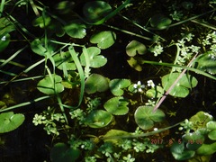 Caltha natans