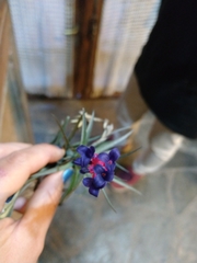 Tillandsia aeranthos