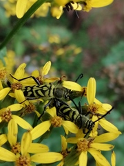 Ochraethes melanotelus