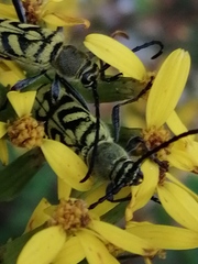 Ochraethes melanotelus