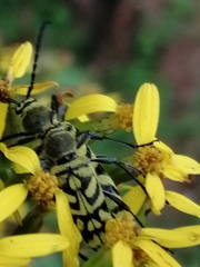 Ochraethes melanotelus