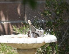 Streptopelia decaocto