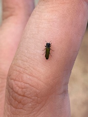 Agrilaxia