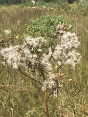Arnoglossum plantagineum