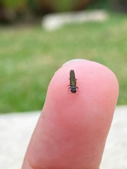 Agrilaxia