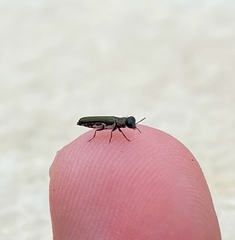 Agrilaxia