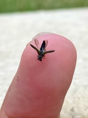 Agrilaxia
