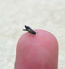 Agrilaxia