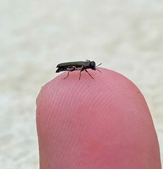 Agrilaxia